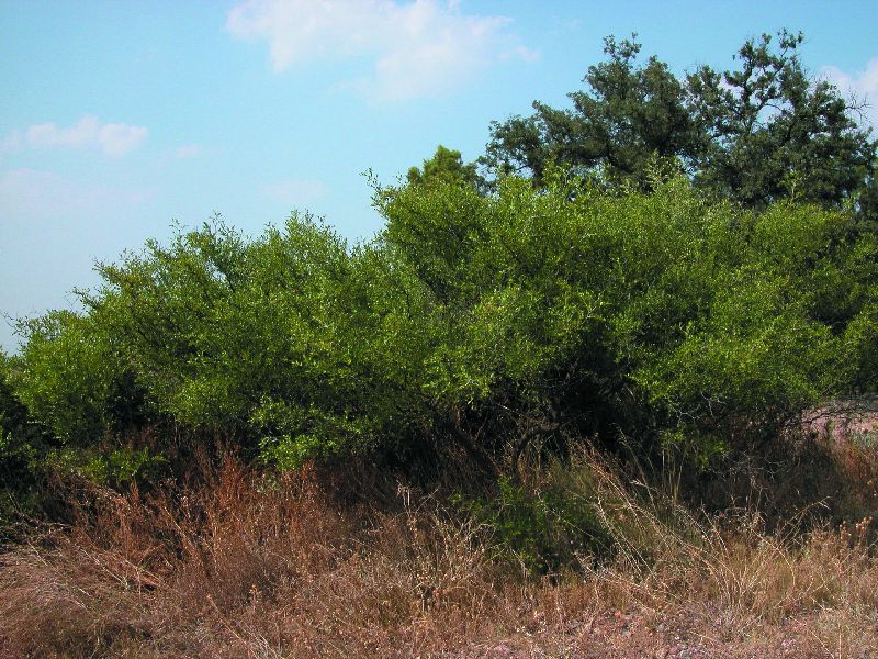 CONVOCATORIA  A JUNTAMENTO HEREDAMIENTO DE LA ACEQUIA DE  SAN ANTÓN