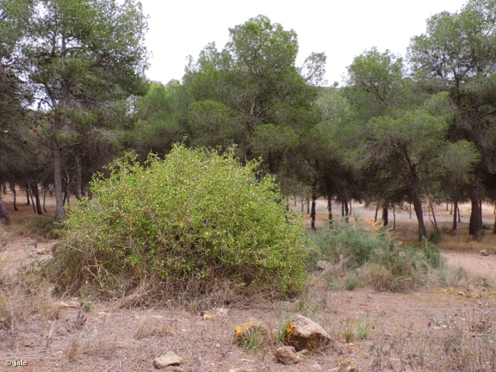 CONVOCATORIA A JUNTAMENTO HEREDAMIENTO DE LA ACEQUIA DE ZENETA