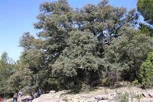 Quercus coccifera es una especie de arbusto, a veces un árbol de unos 6 m. perteneciente a la familia de las fagáceas originaria de la región del Mediterráneo. Tiene muchos nombres vernáculos, los más empleados son: chaparro, chaparra, coscoja, carrasca, carrasco, carrasquilla o carrasquizo.
